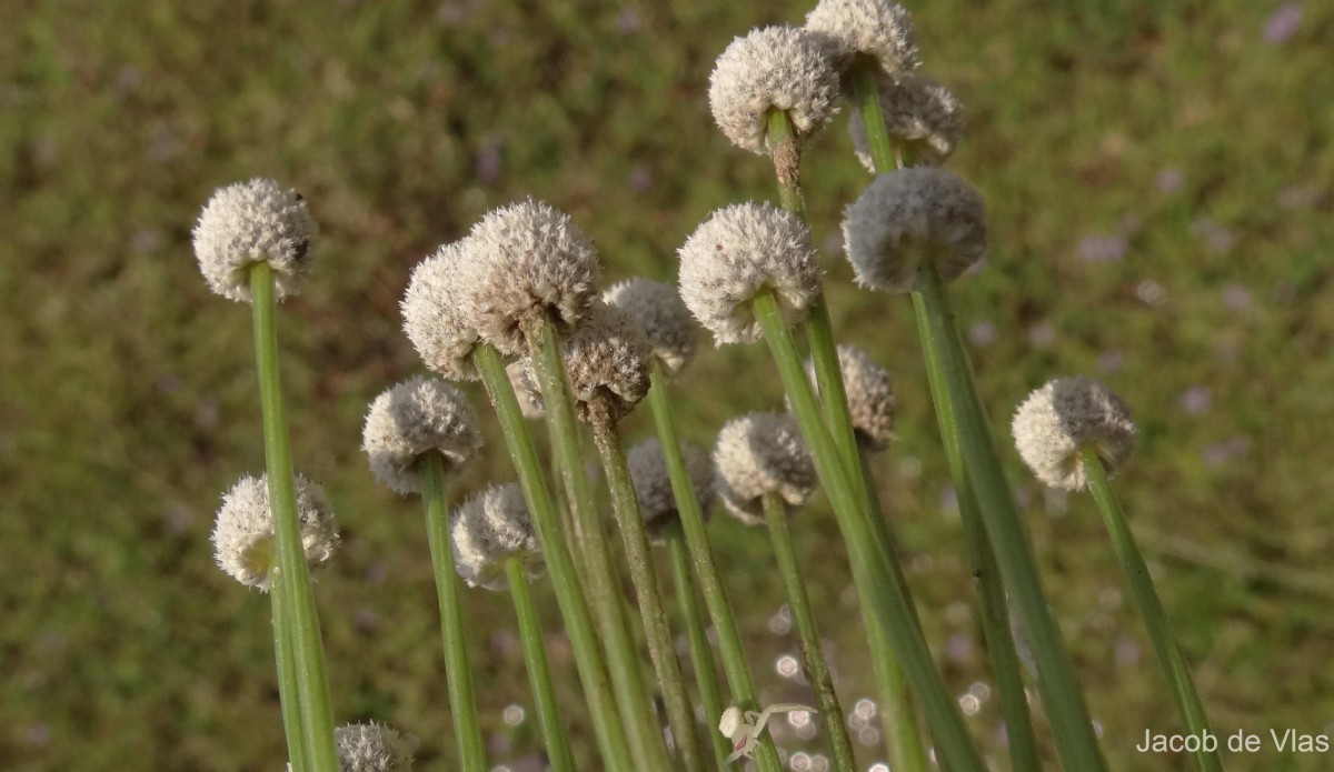 Eriocaulon quinquangulare L.